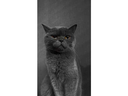 Güzeller Güzeli Kül Kedisi