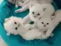 Minik pamuklar