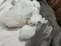 Minik pamuklar