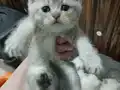 Minik pamuklar