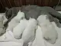 Minik pamuklar