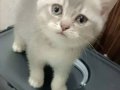 Aslan Parçaları 