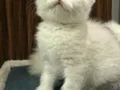 Aslan Parçaları 