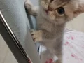 Aslan Parçaları 