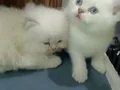 Aslan Parçaları 