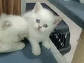 Aslan Parçaları 