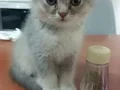 Obur arslancık