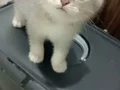Obur arslancık