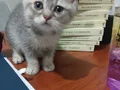 Obur arslancık