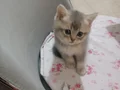 Obur arslancık