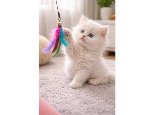 Kar Beyaz Cana Yakın Sevimli British Longhair