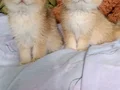 sevimli  yavrularım  yeni evlerine gitmeye hazır