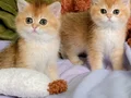 sevimli yavrularım yeni evlerine gitmeye hazır