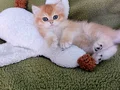 sevimli yavrularım yeni evlerine gitmeye hazır