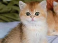 sevimli yavrularım yeni evlerine gitmeye hazır