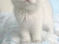 sevimli yavrularım yeni evlerine gitmeye hazır
