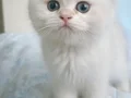 sevimli yavrularım yeni evlerine gitmeye hazır