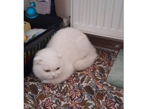 Scottish dişi acil yuva arıyor 