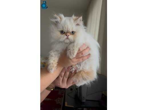 3 aylık erkek Redpoint 