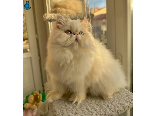 6 aylık Show kalite dişi. Daha güzeli yok