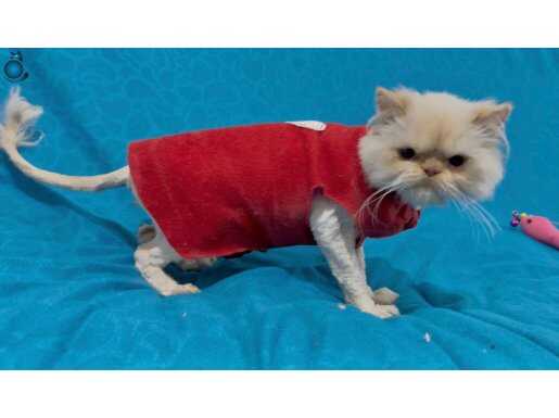 Redpoint dişi/sarı erkek kısır değiller traşlılar 