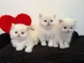 3 dişi 2 erkek redpoint biblolar maşallah