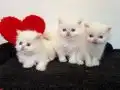 3 dişi 2 erkek redpoint biblolar maşallah