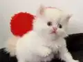 3 dişi 2 erkek redpoint biblolar maşallah