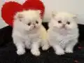 3 dişi 2 erkek redpoint biblolar maşallah