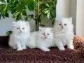 3 dişi 2 erkek muhteşem redpoint İran 