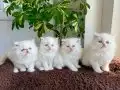 3 dişi 2 erkek muhteşem redpoint İran 