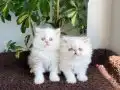 3 dişi 2 erkek muhteşem redpoint İran 