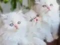 Muhteşem Mavişler Ortadaki erkek diğerleri dişi 