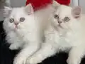 3 aylık maviş redpoint dişiler