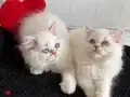 3 aylık maviş redpoint dişiler