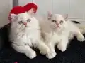 3 aylık maviş redpoint dişiler