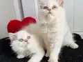 3 aylık maviş redpoint dişiler