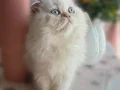 4.5 aylık maviş prenses