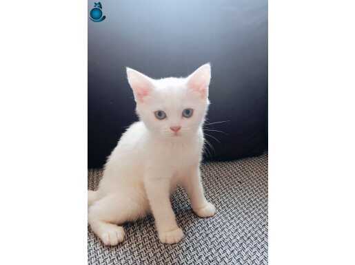 Beyaz renkli erkek british shorthair