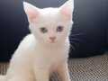 Beyaz renkli erkek british shorthair
