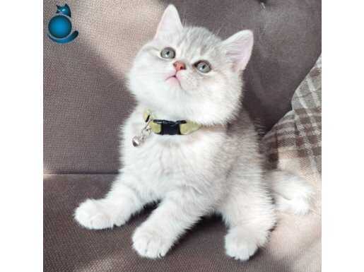 Oyuncu,Cana Yakın,Yumurcak