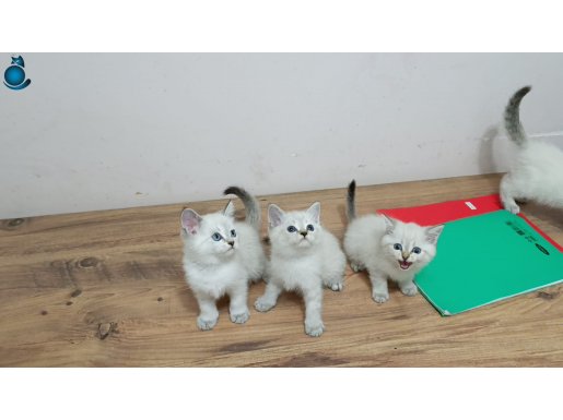 BRİTİSH SHOTHAIR BEBEKLER