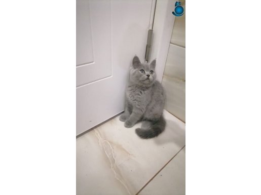 BRİTİSH SHOTHAIR BEBEKLER
