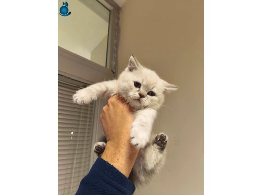 Dolgun Yanaklı Peluş British Shorthair Yavruları