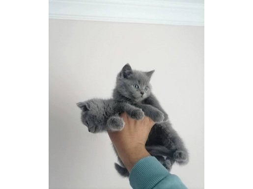 GRİ YUMAKLAR BRİTİSH SHORTHAIR BEBEKLER