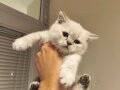 Dolgun Yanaklı Peluş British Shorthair Yavruları