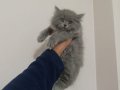 BRİTİSH SHOTHAİR BEBEKLER