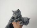 BRİTİSH SHOTHAİR BEBEKLER