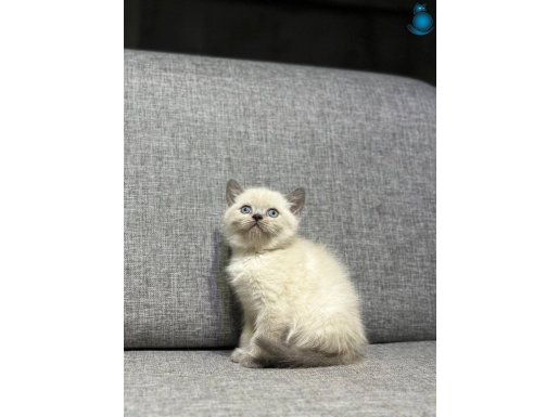 A kalite yavrular yeni sahiplerini arıyor 