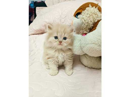 İpeksi Tüylü British Longhair Yavrusu